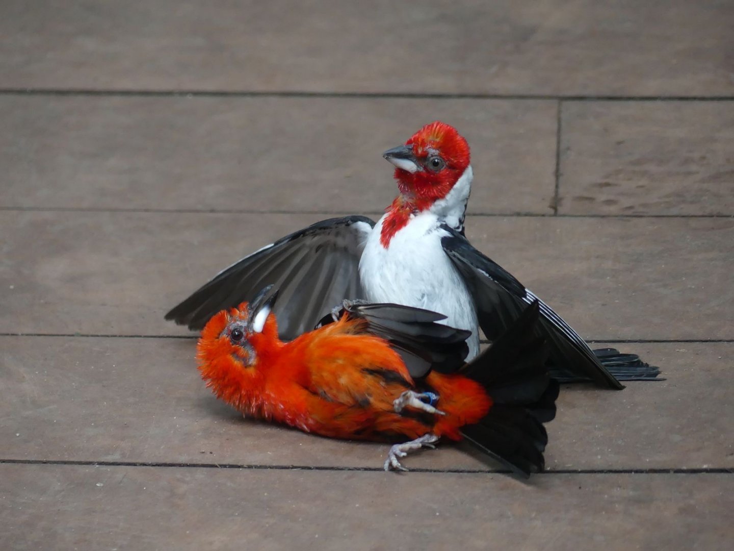 Red Cowled Cardinal x Brazilian Tanager - Zoo København - 26.05.25
