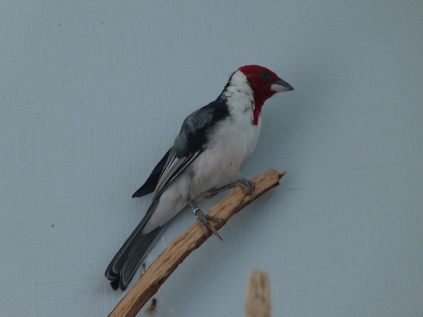 Red-cowled cardinal -Zoo Praha (2025)