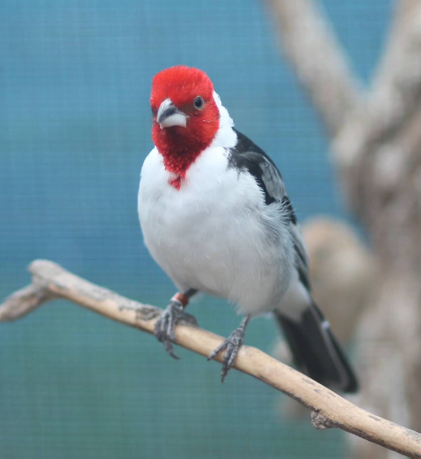 Red cowled cardinal