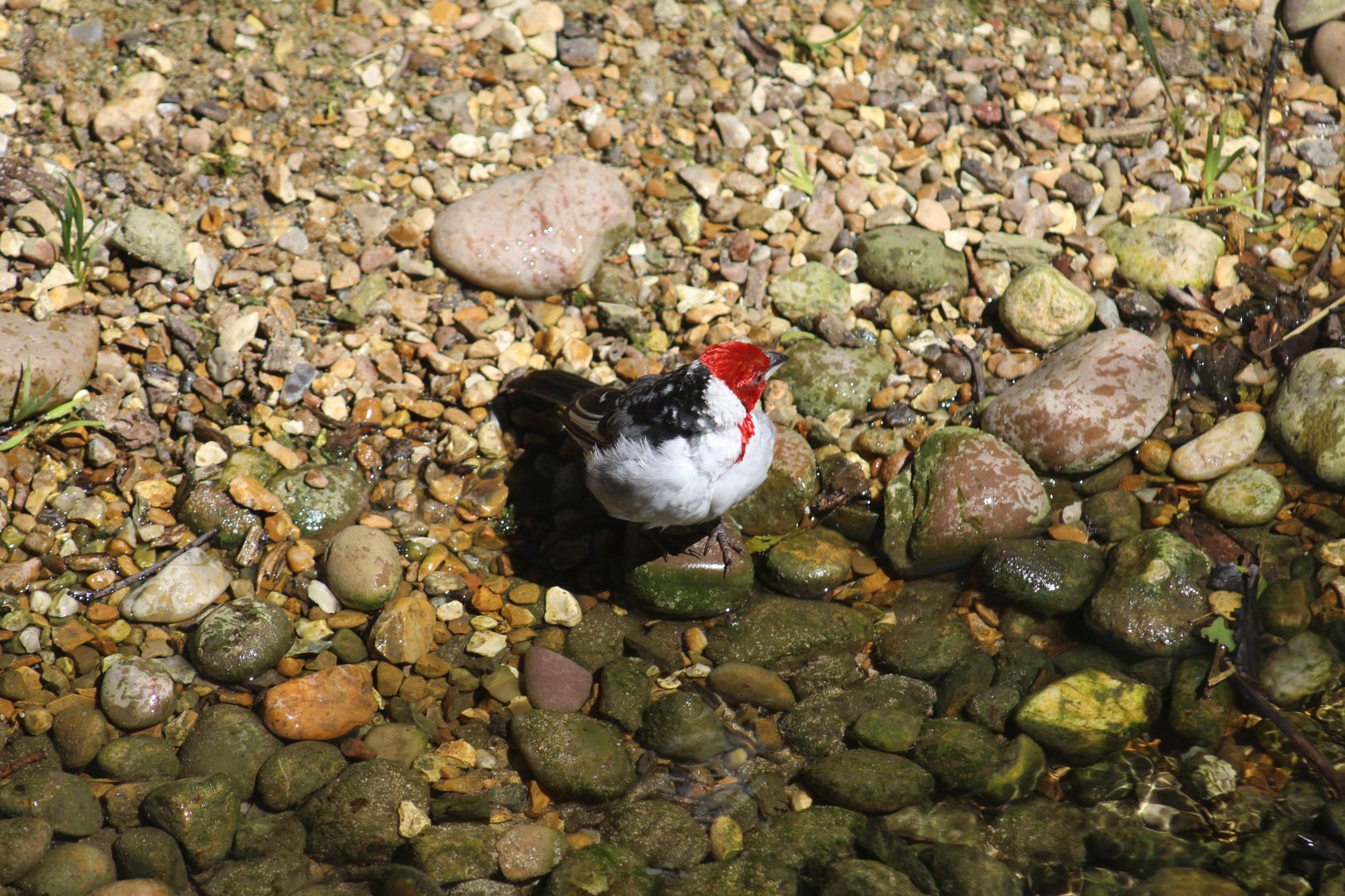 Red-Cowled Cardinal