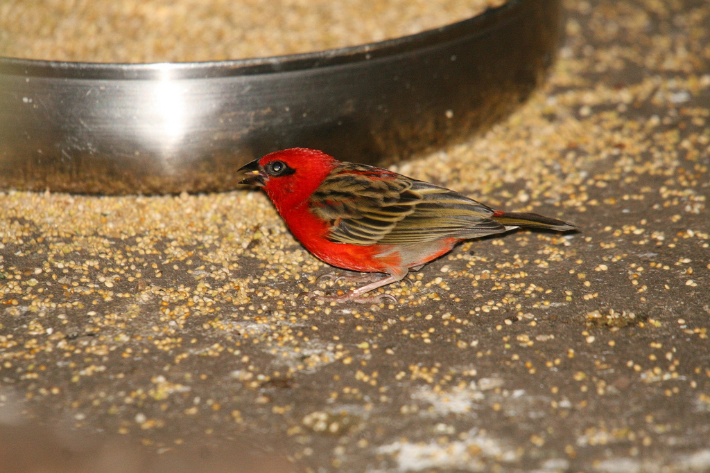 Red-Cowled Cardinal