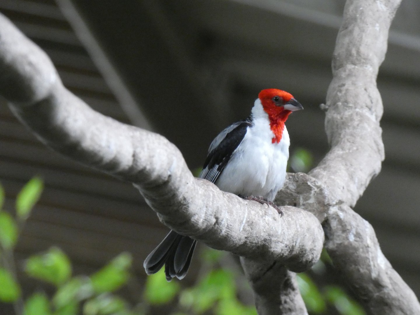 Red-cowled Cardinal