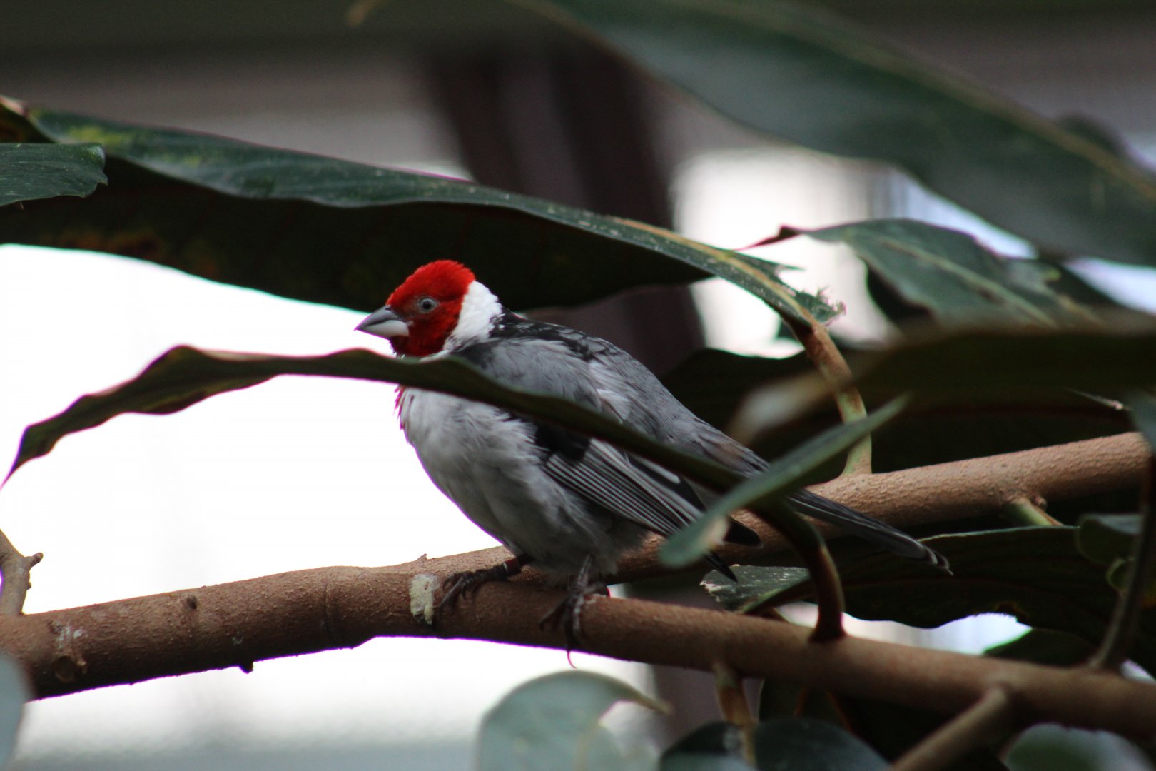 Red-Cowled Cardinal