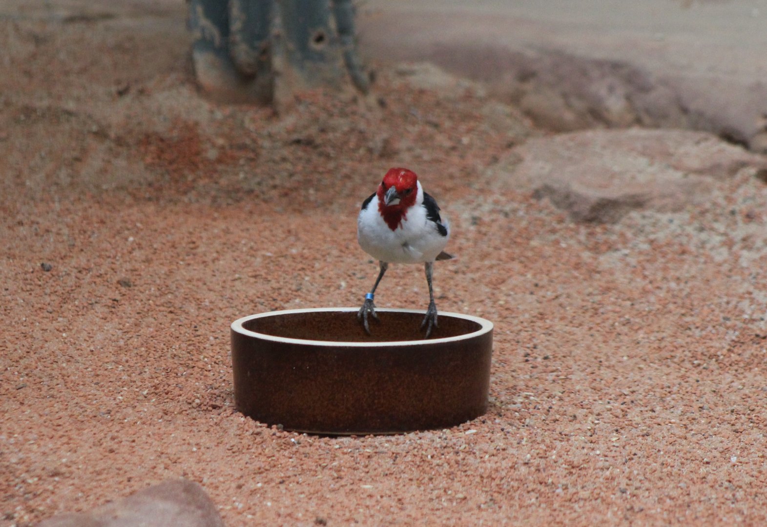 Red-cowled cardinal