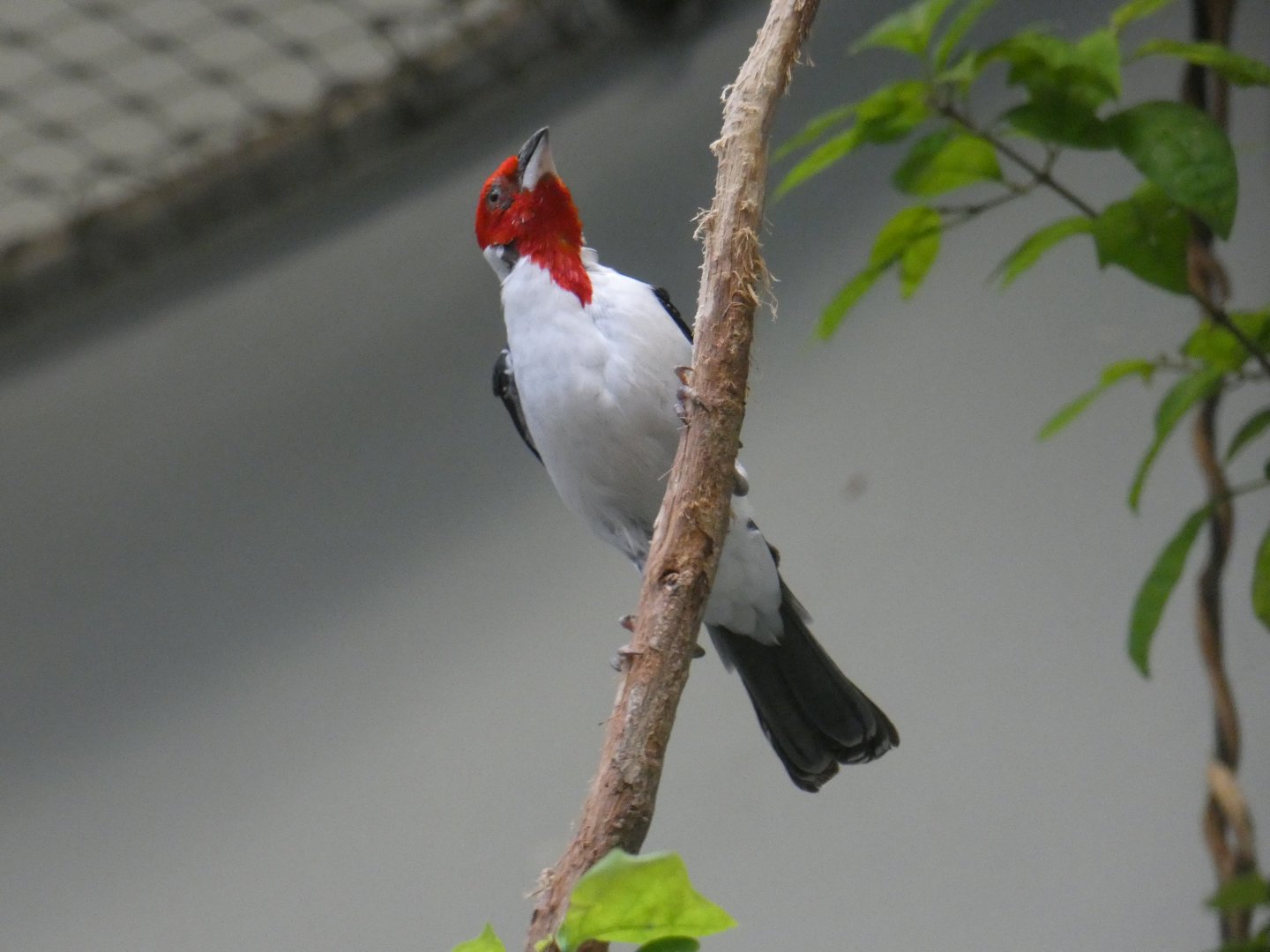 Red-cowled cardinal