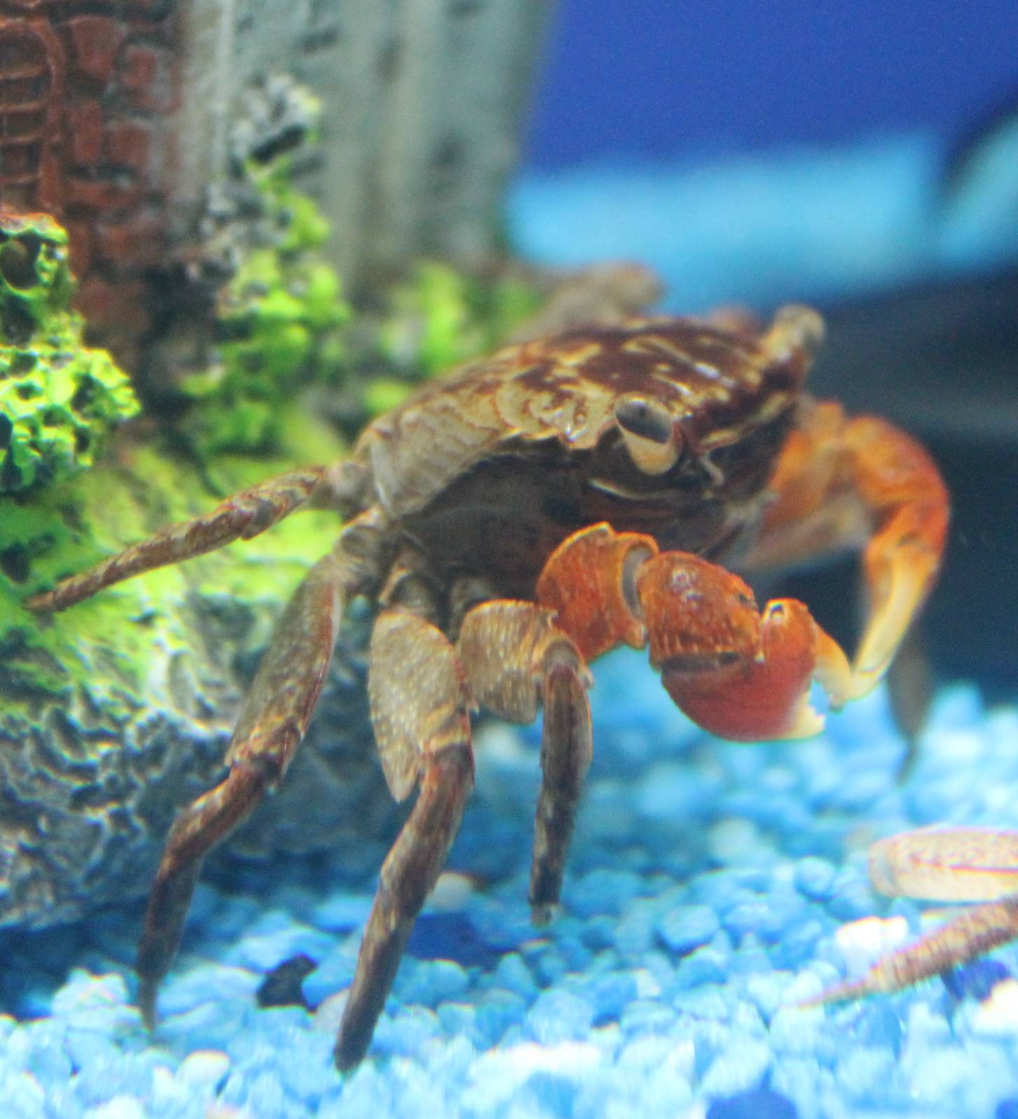 Red crab - Sesarma moeshi