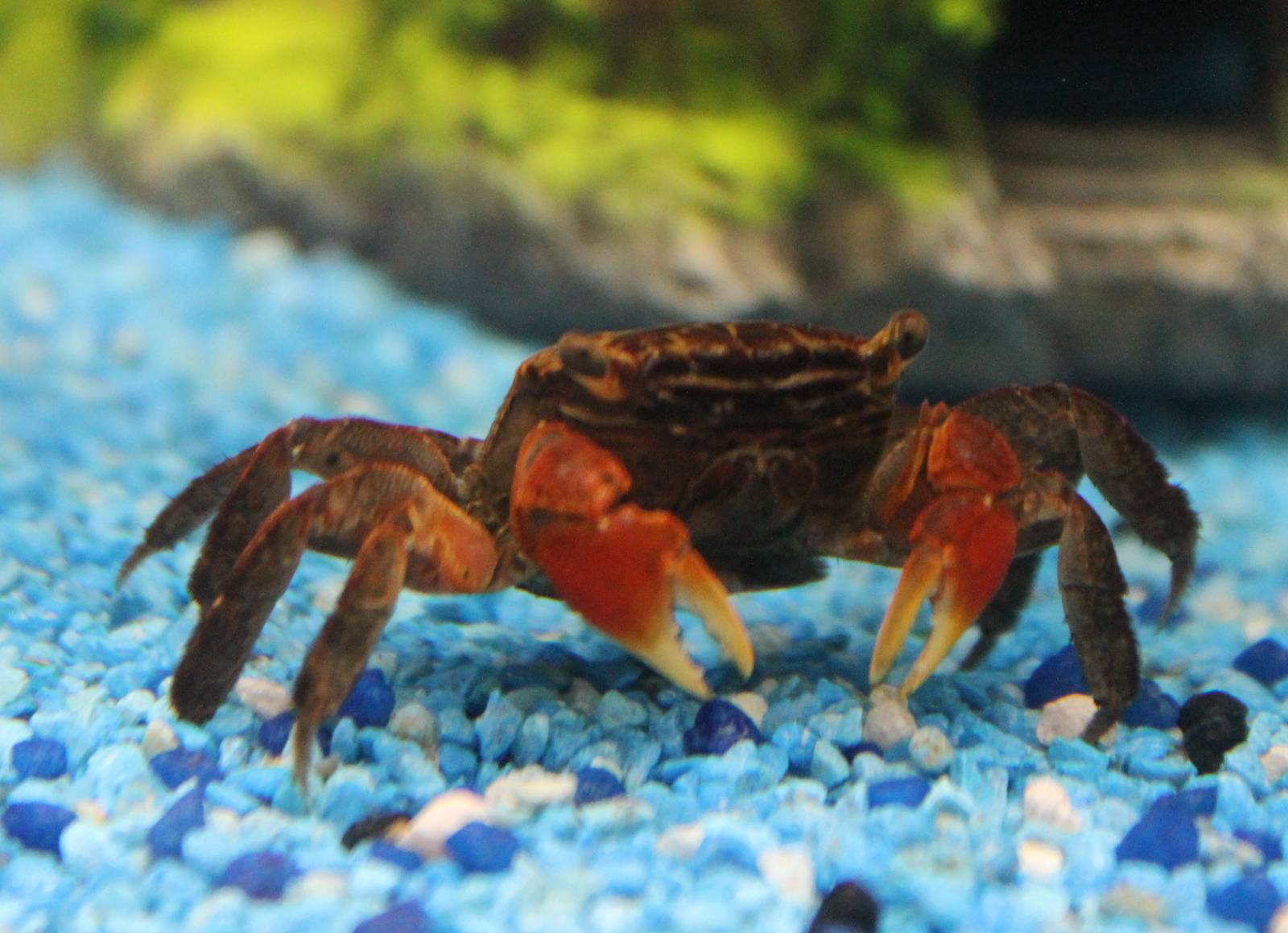 Red crab - Sesarma moeshi