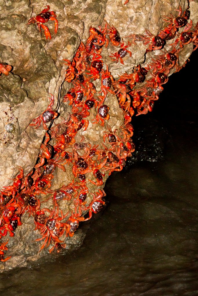 Red Crabs spawning