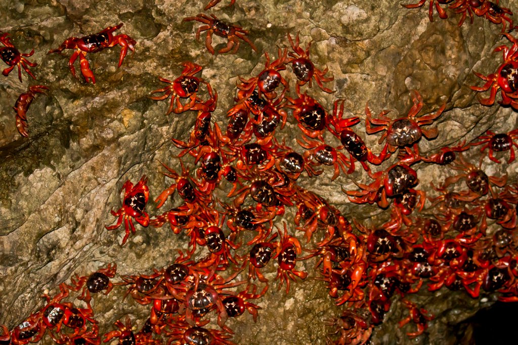 Red Crabs spawning