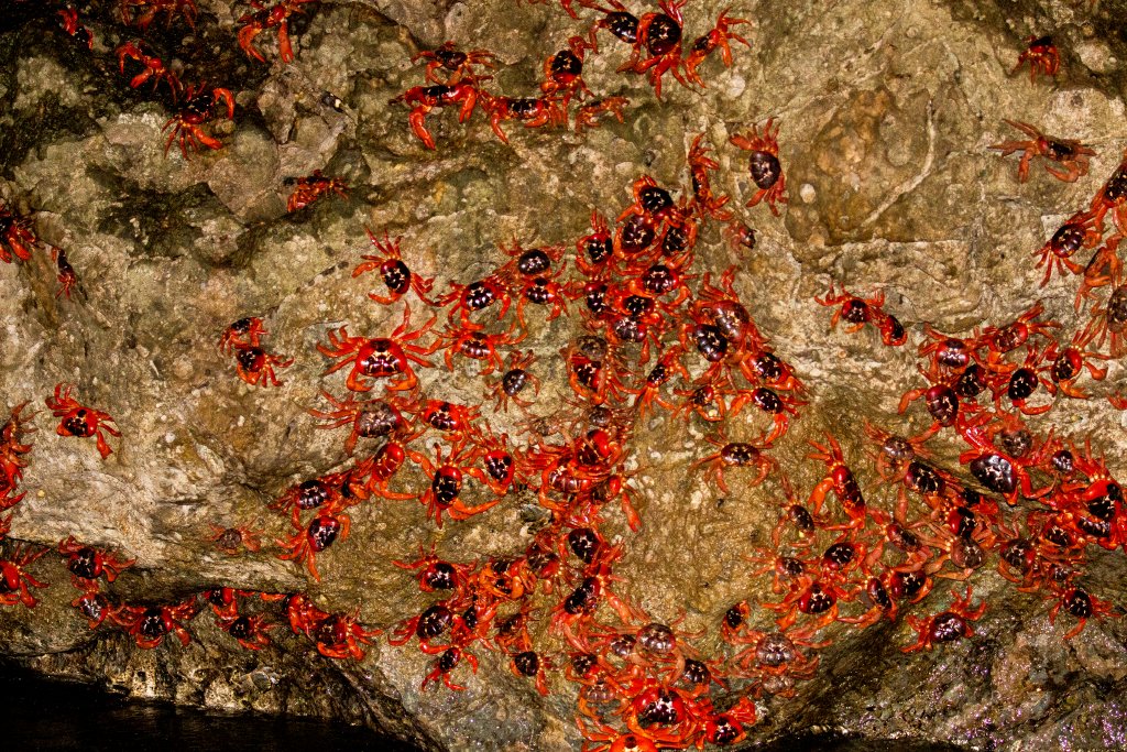 Red Crabs spawning
