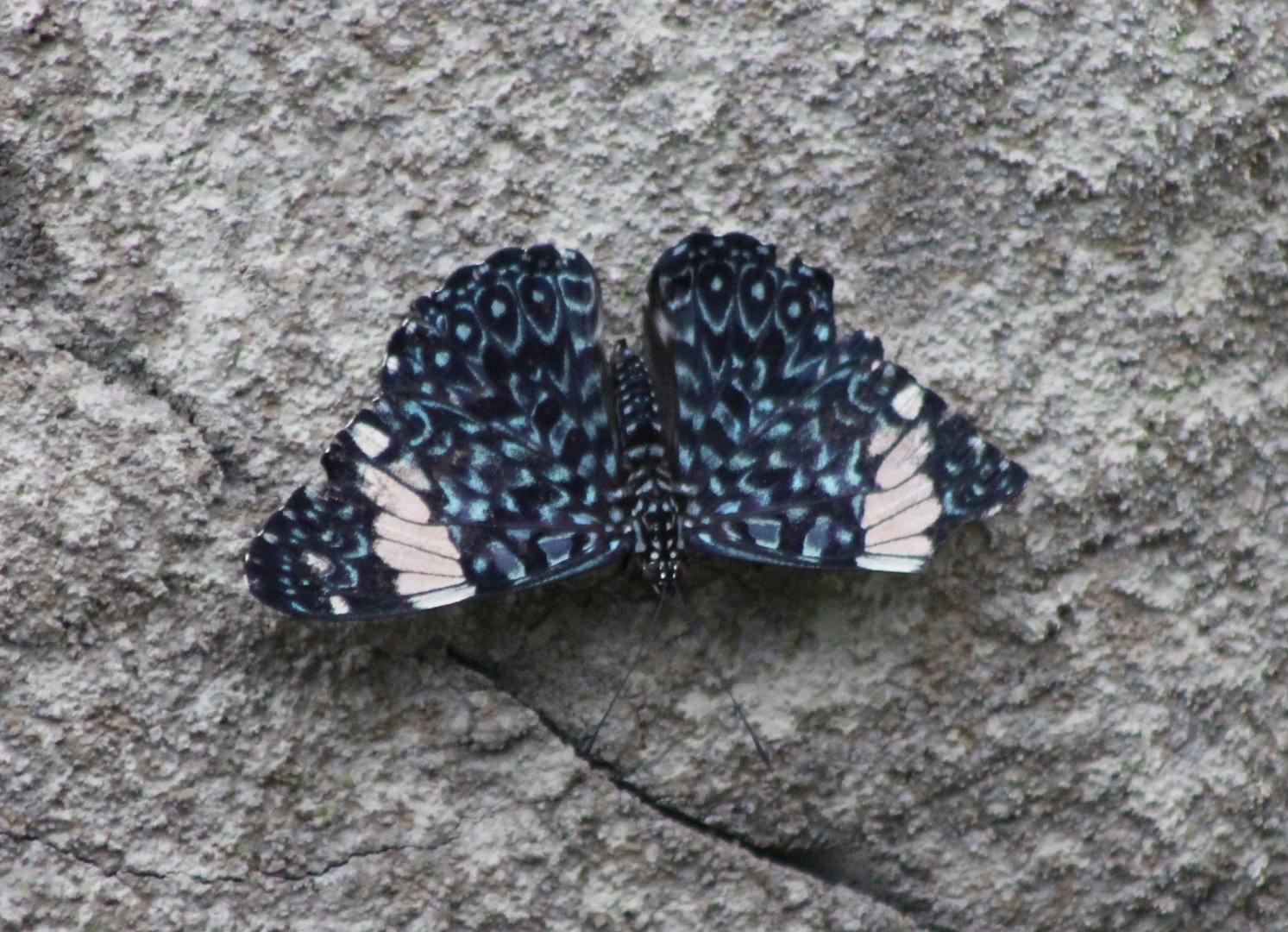 Red cracker (Hamadryas amphinome)