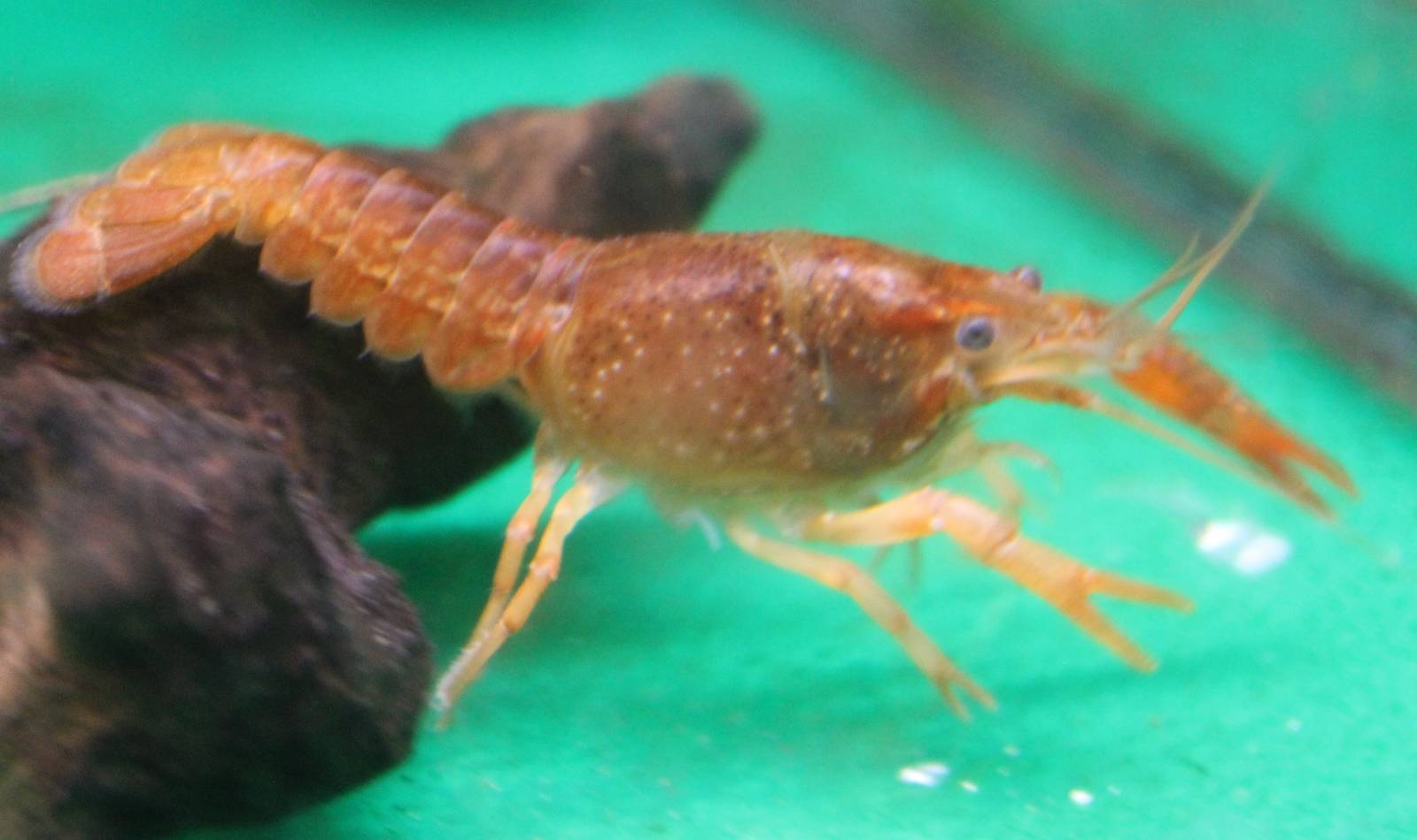 Red crayfish ID
