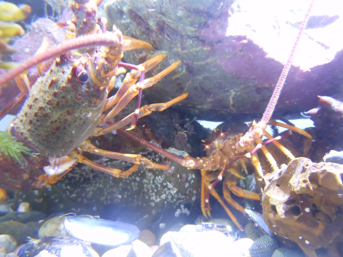 Red Crayfish (Jasus edwardsii)
