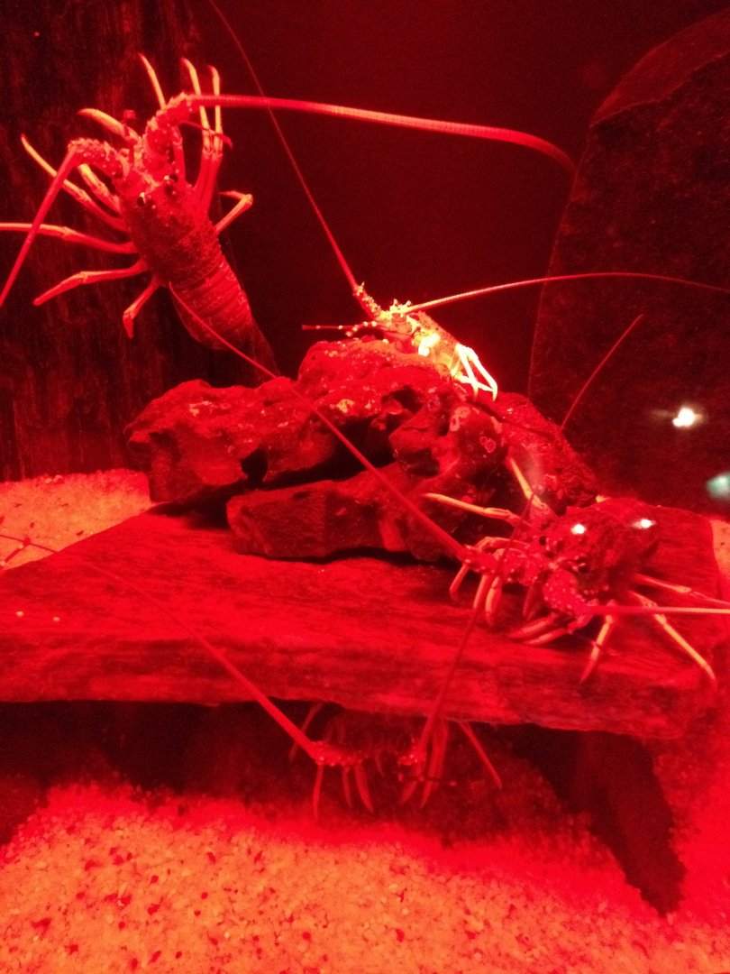 Red Crayfish (Jasus edwardsii)