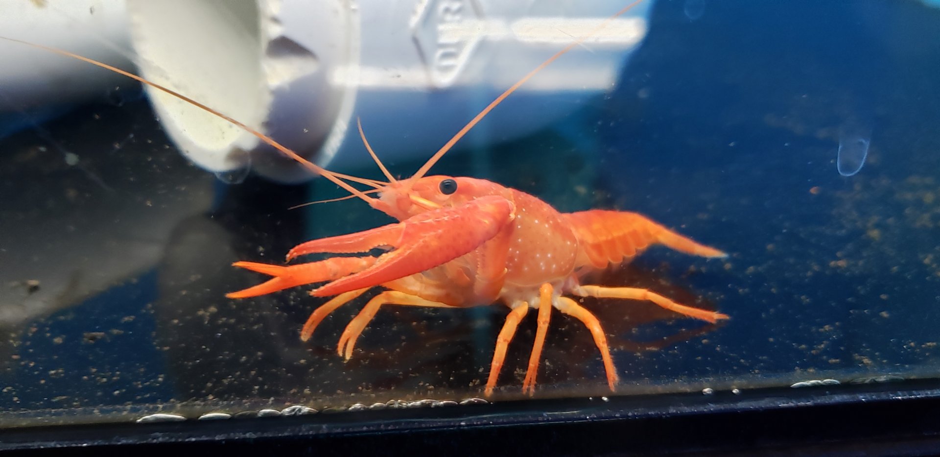 Red Crayfish sp.