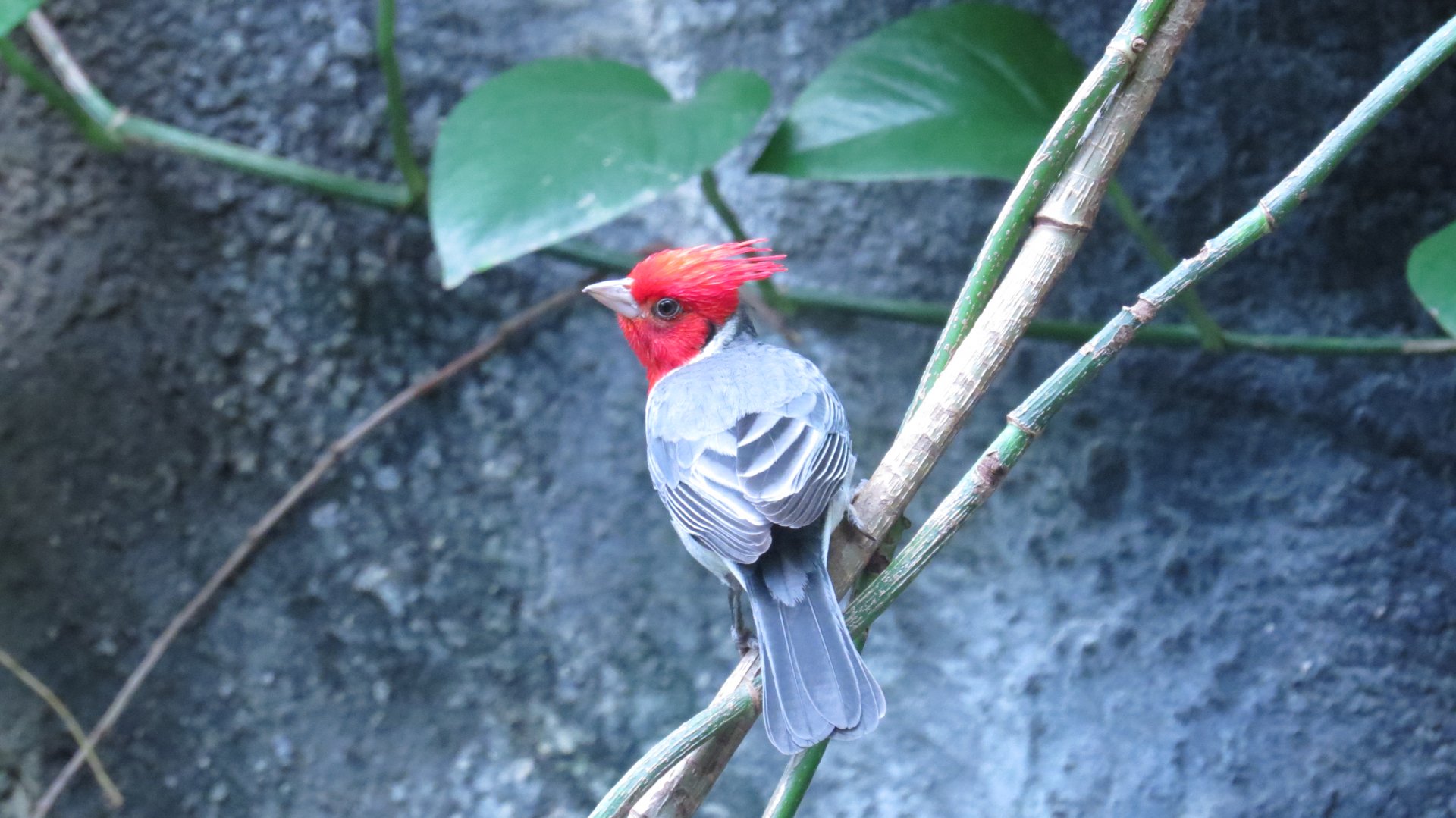 Red-crested Cardinal 2 | World of Birds | The Bronx Zoo