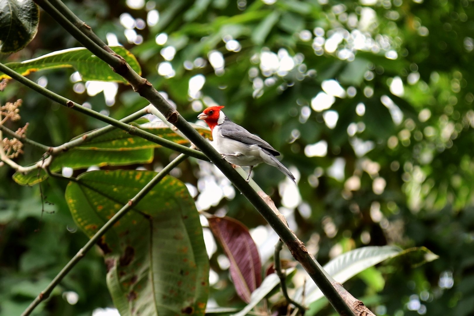 Red-crested Cardinal, April 2016