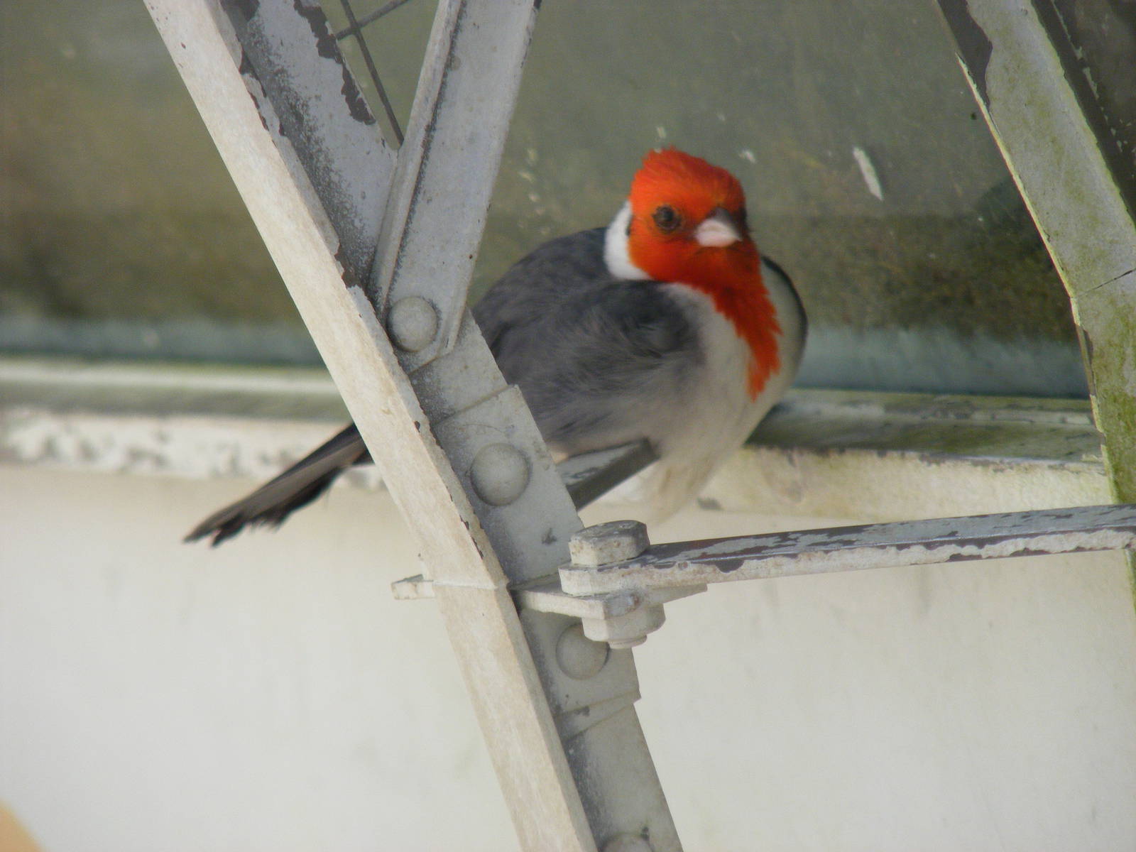 Red-crested cardinal at Birdland, 22 April 2011