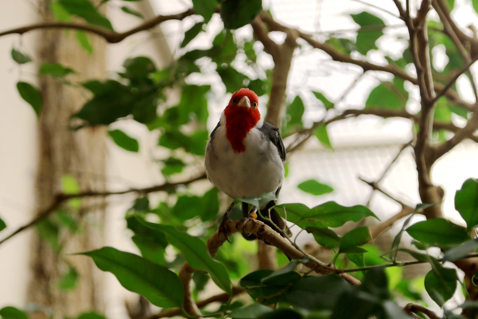 Red-crested Cardinal, August 2016