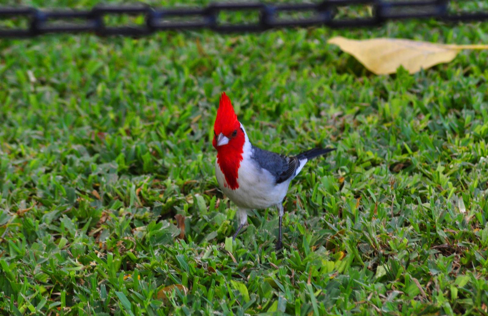 Red-crested Cardinal - Hawaii