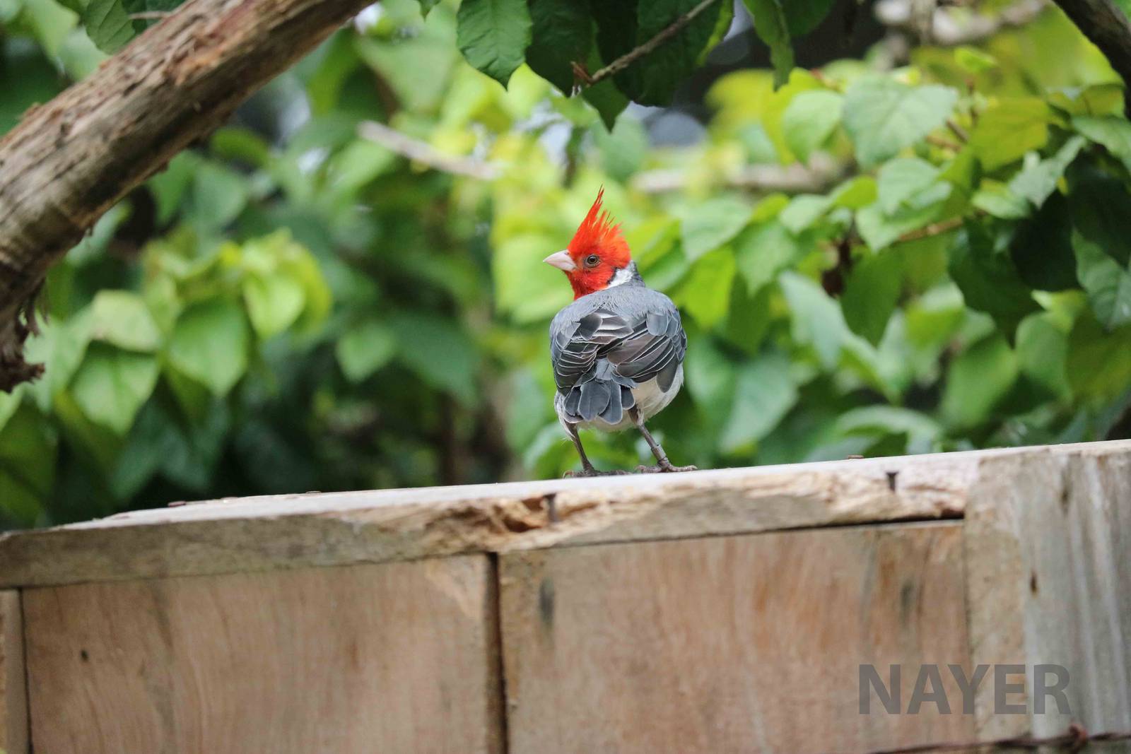 Red-crested cardinal, March 2016