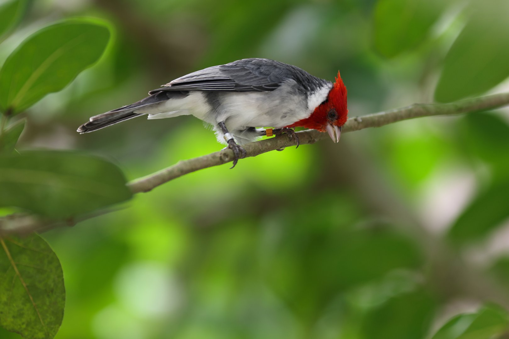 Red-crested Cardinal (Paroaria coronata) - Amazonian Jewels
