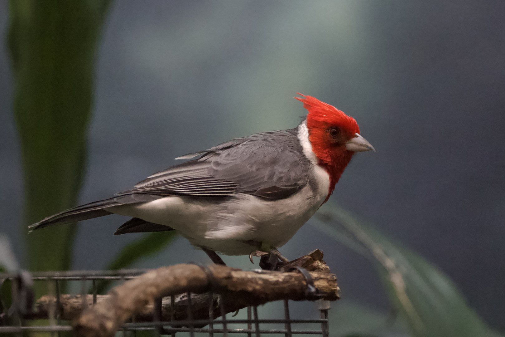 Red-Crested Cardinal/ Paroaria coronata