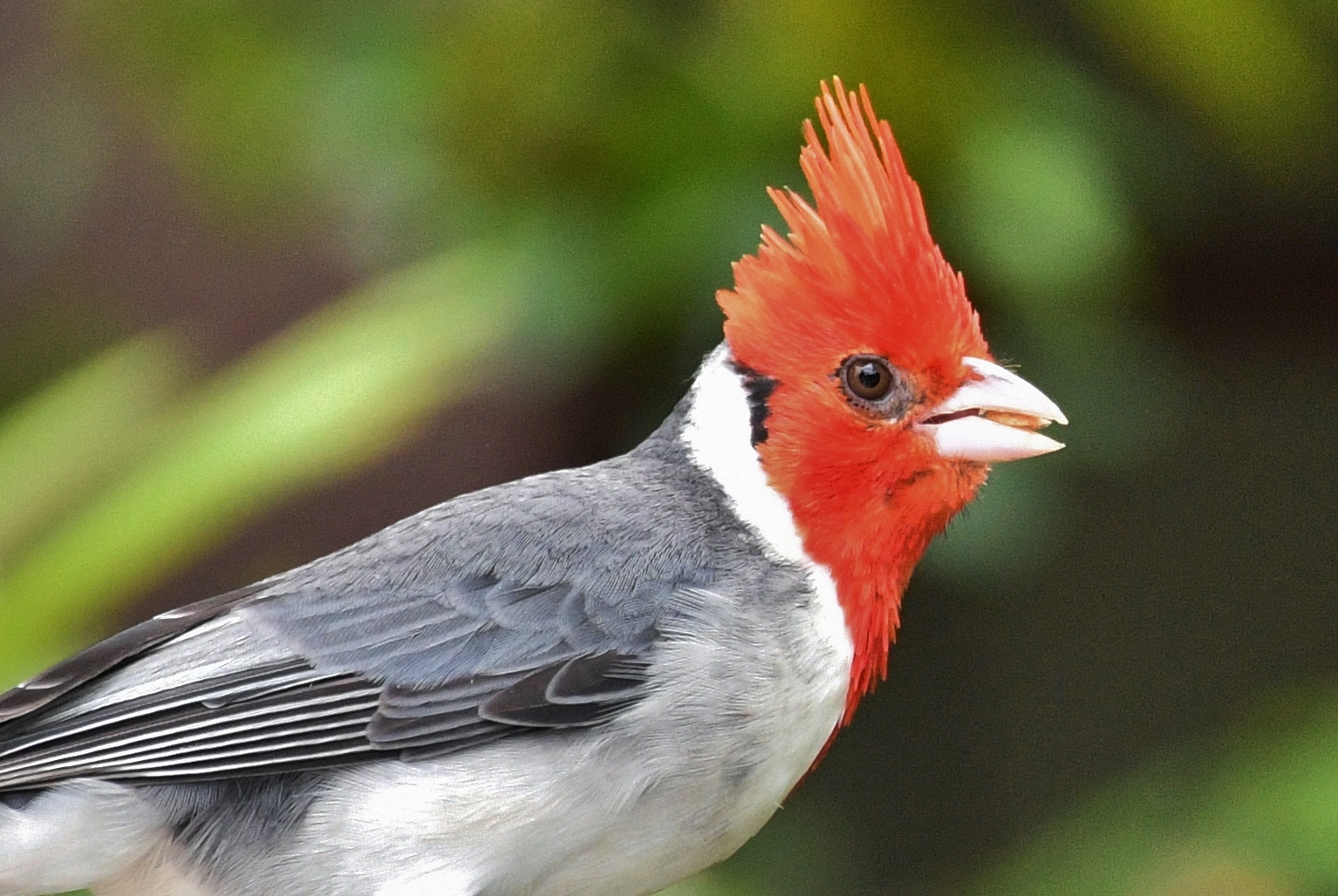 Red-crested Cardinal (Paroaria coronata)