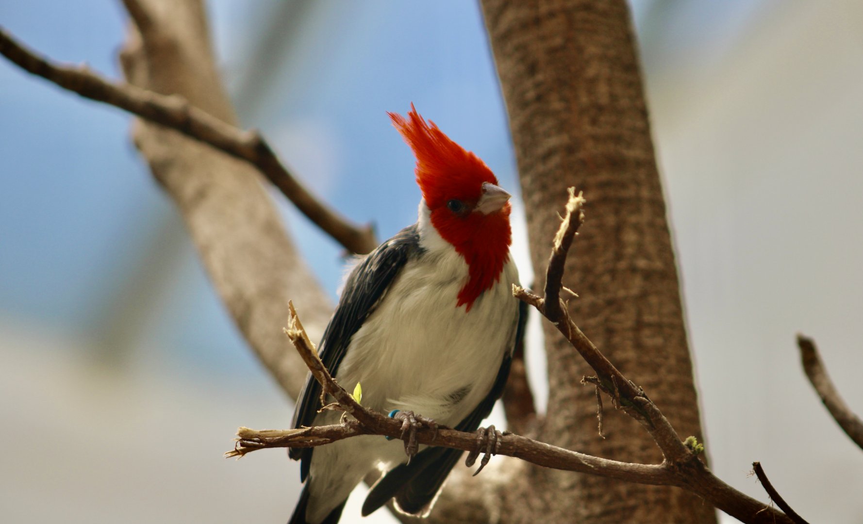 Red-Crested Cardinal (Paroaria coronata)
