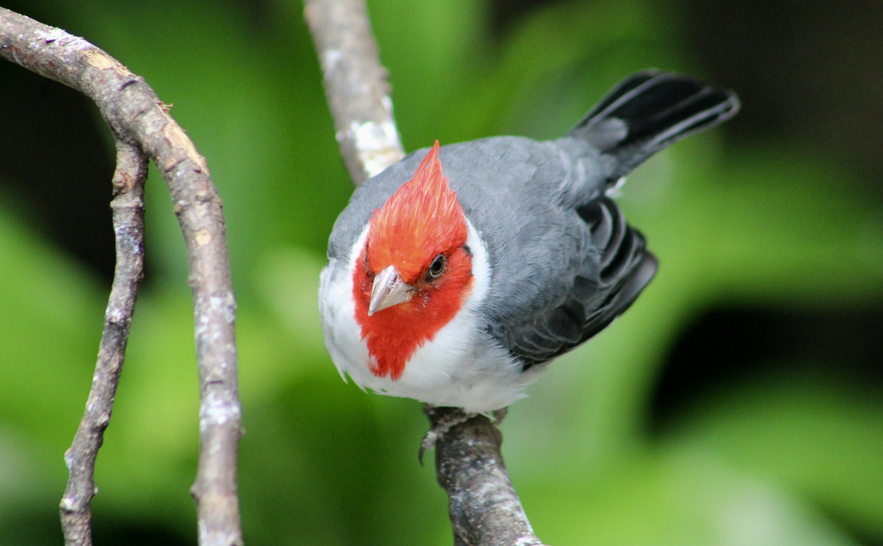 Red-Crested Cardinal (Paroaria coronata)