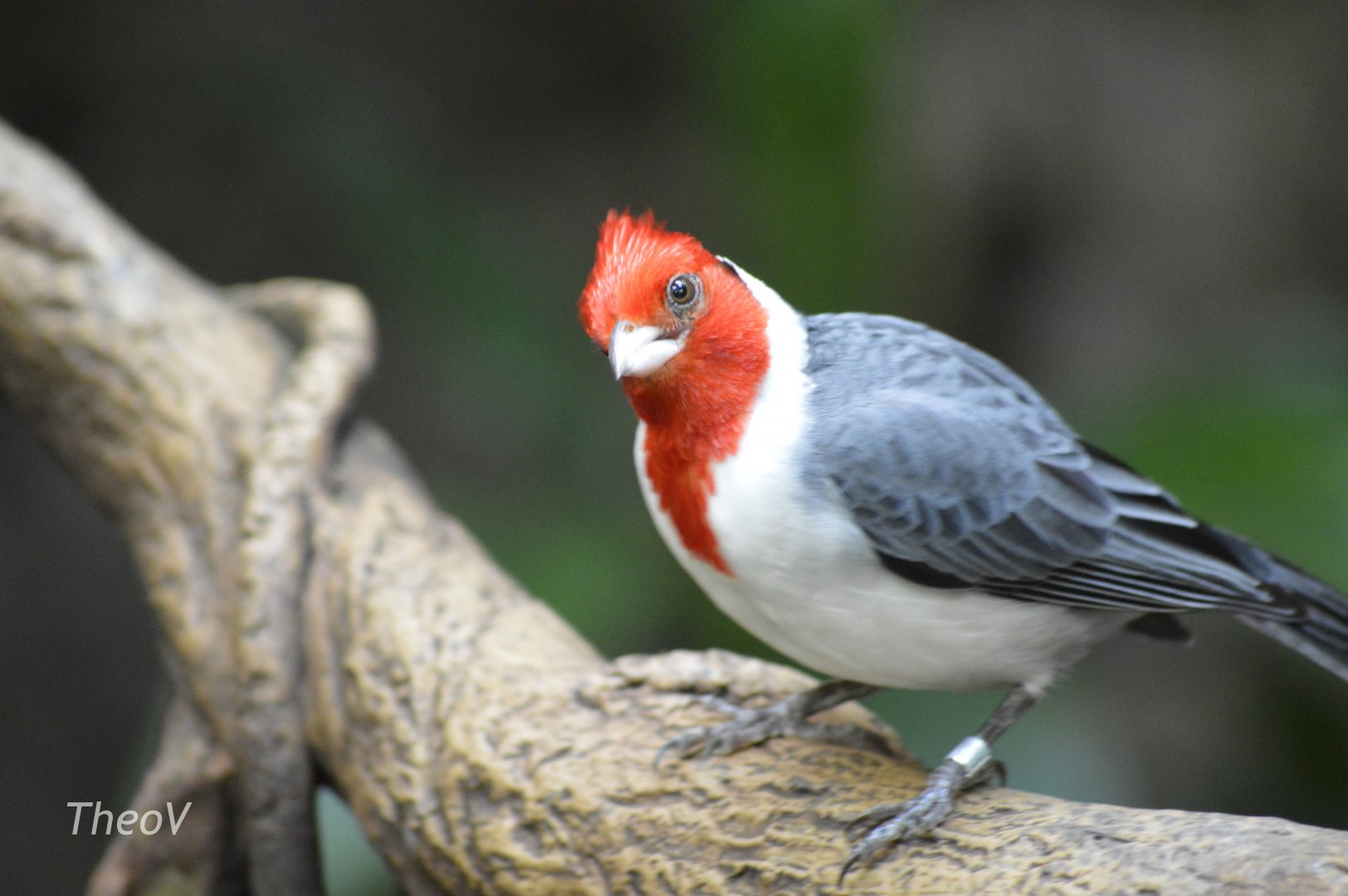 Red-crested cardinal - Tropic Zone [2017]