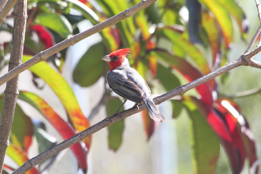 Red-crested Cardinal (wild)