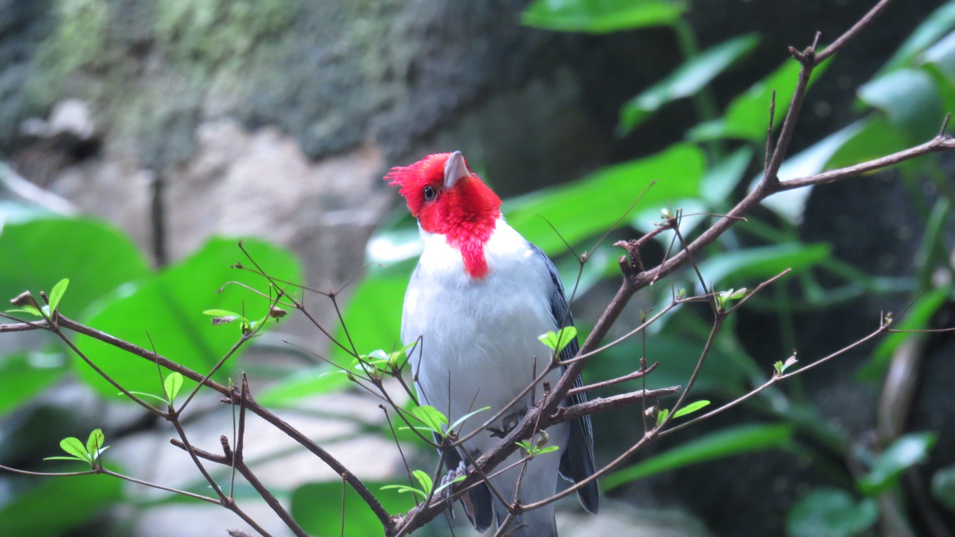 Red-crested Cardinal | World of Birds | The Bronx Zoo