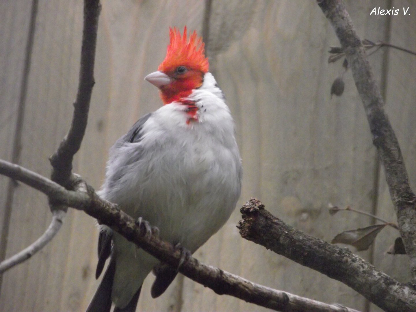 Red-crested Cardinal - Zooparc de Beauval - 08/2020