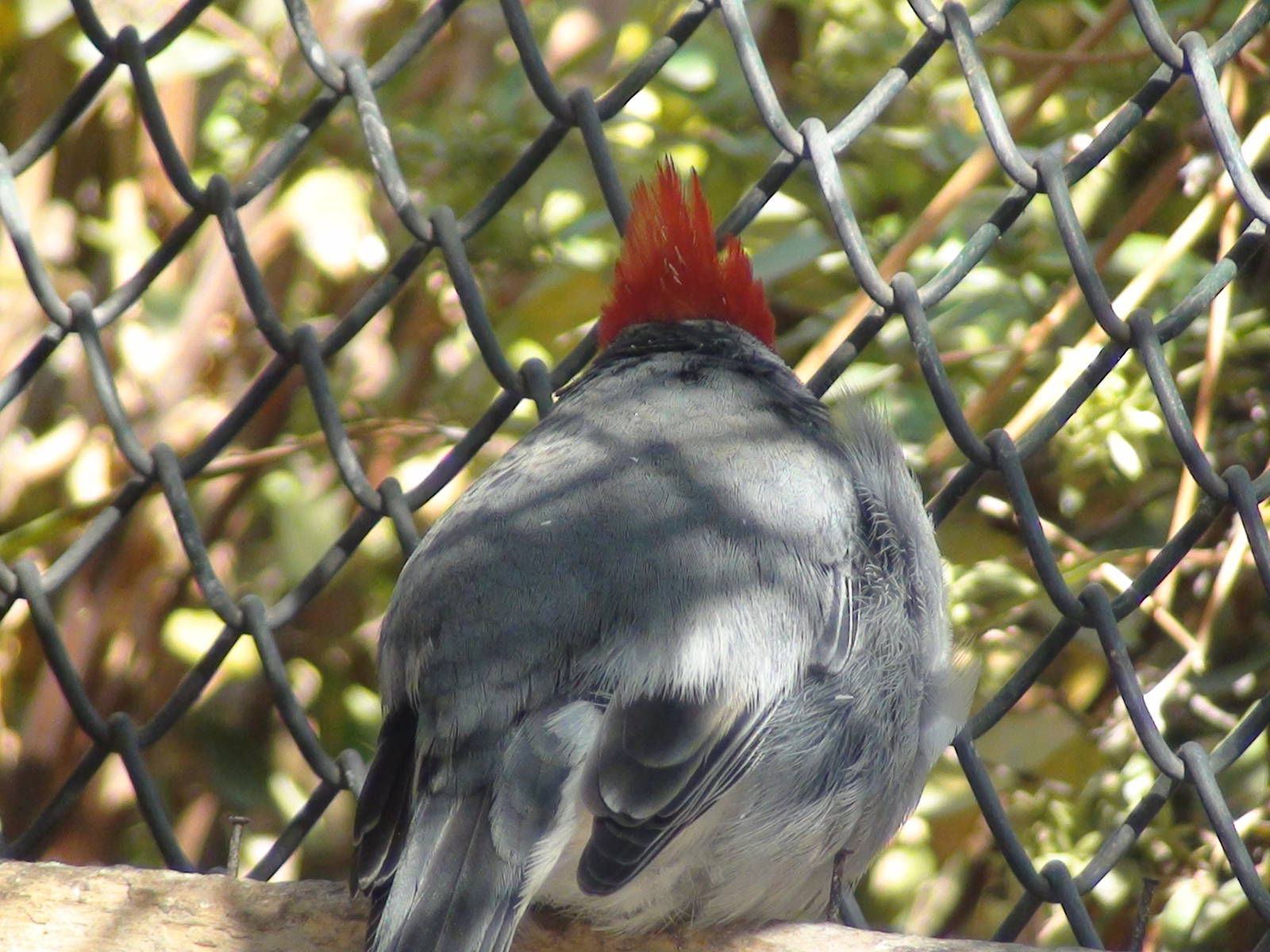 Red Crested Cardinal