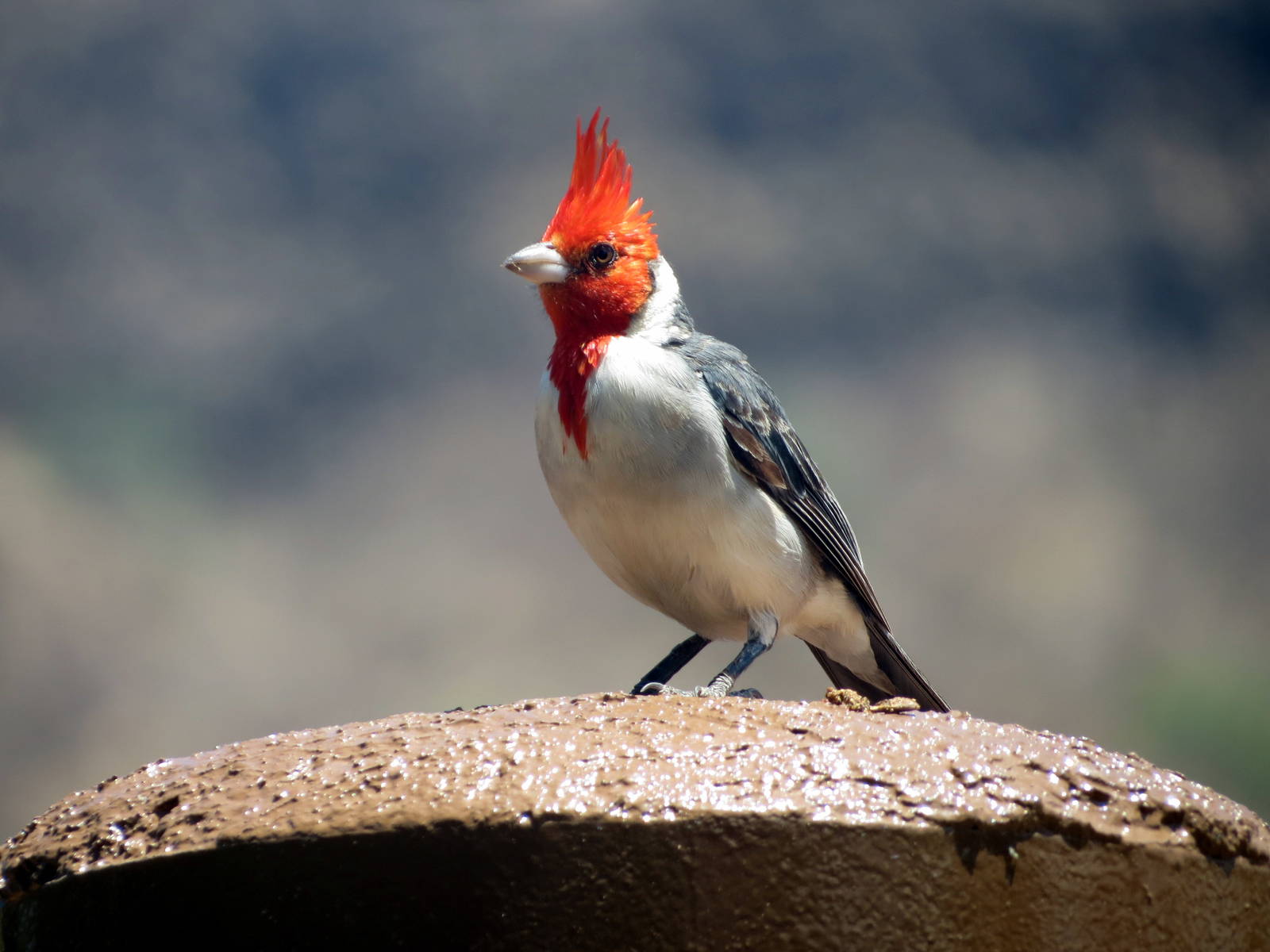 Red-crested Cardinal