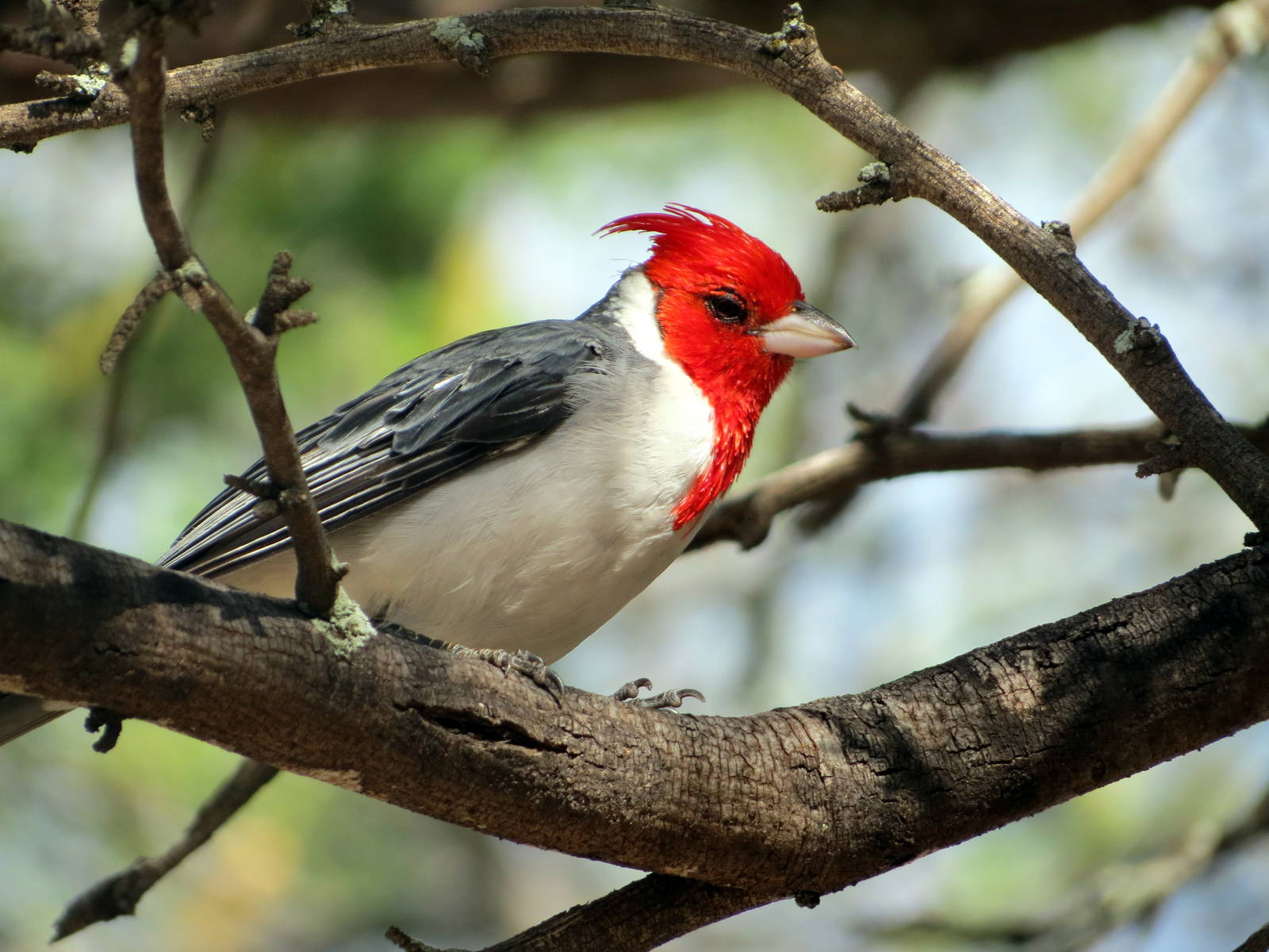 Red-crested Cardinal