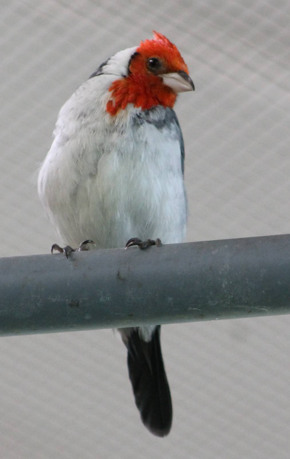 Red-crested cardinal