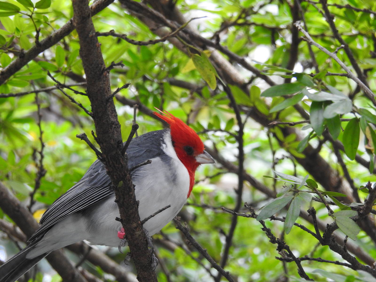 Red-crested Cardinal