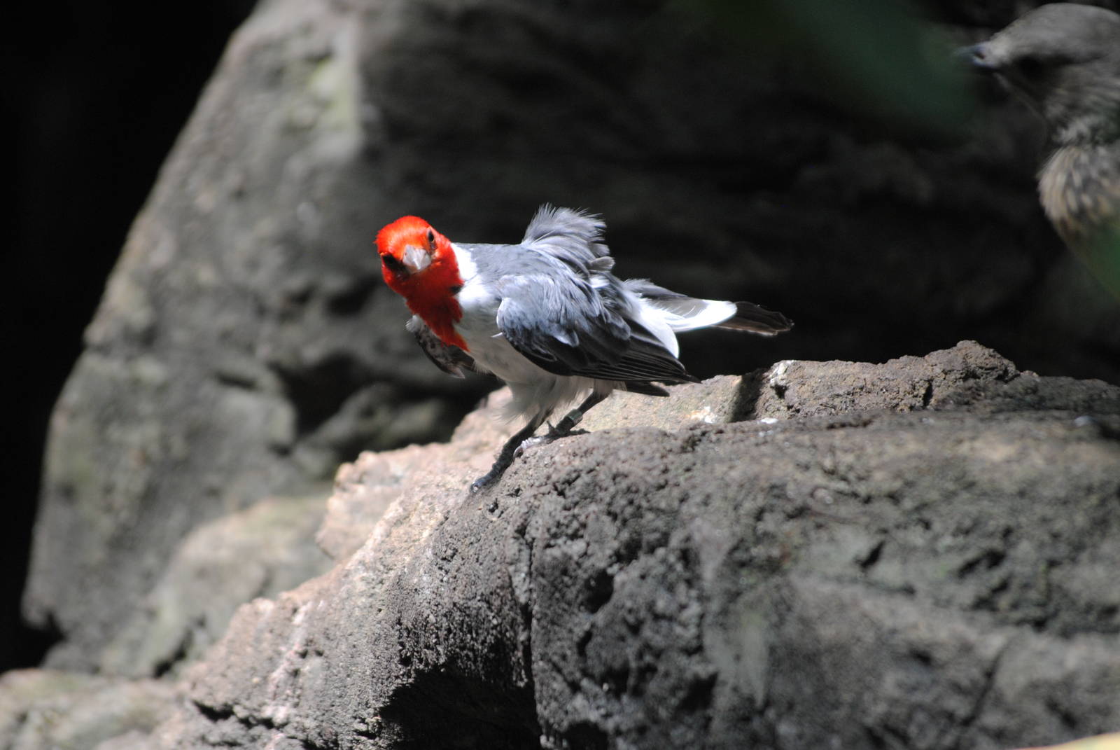 Red-Crested Cardinal