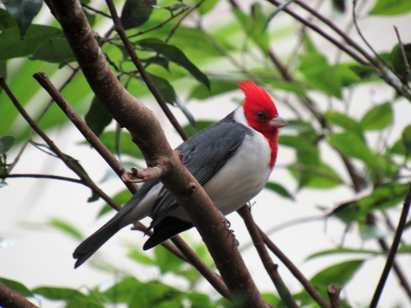 Red-crested cardinal