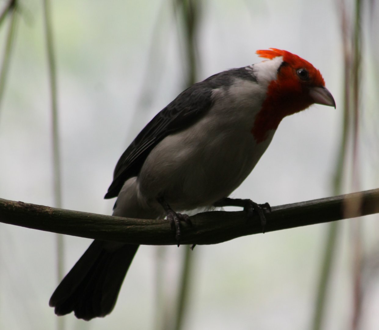 Red-crested cardinal
