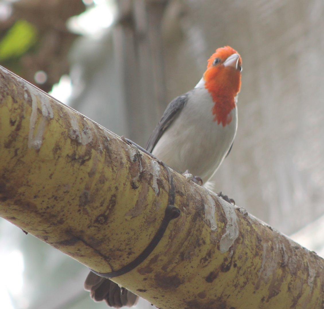 Red-crested cardinal