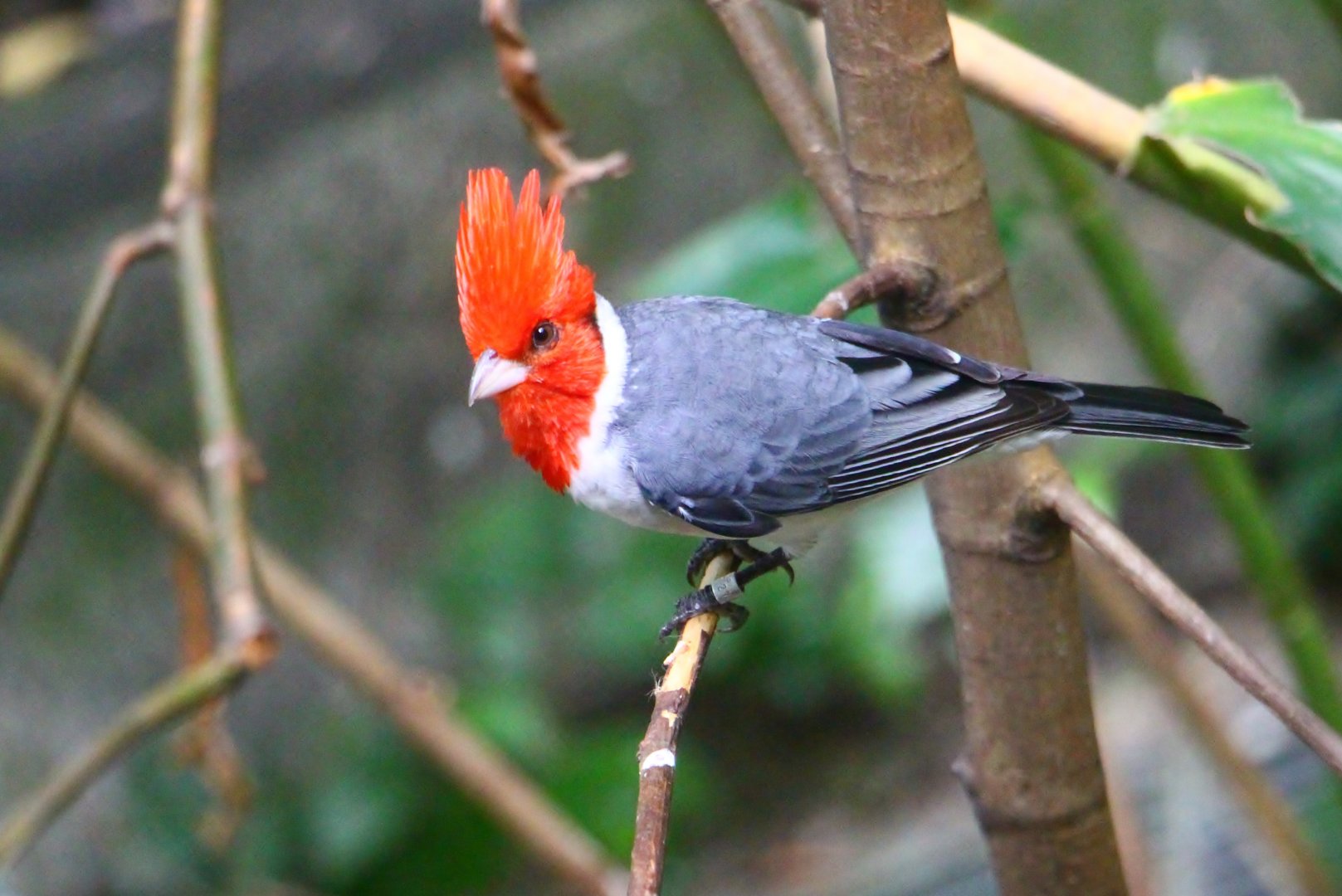 Red-crested Cardinal