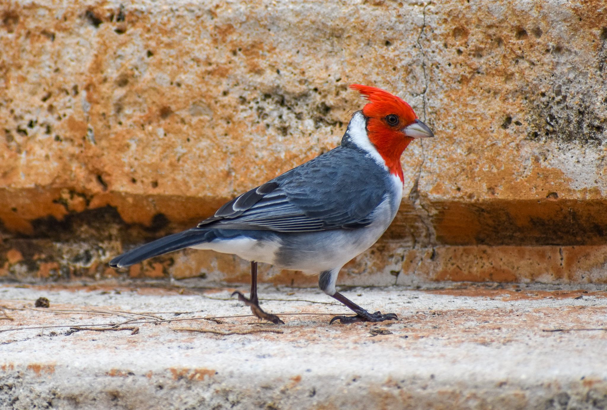 Red-crested Cardinal