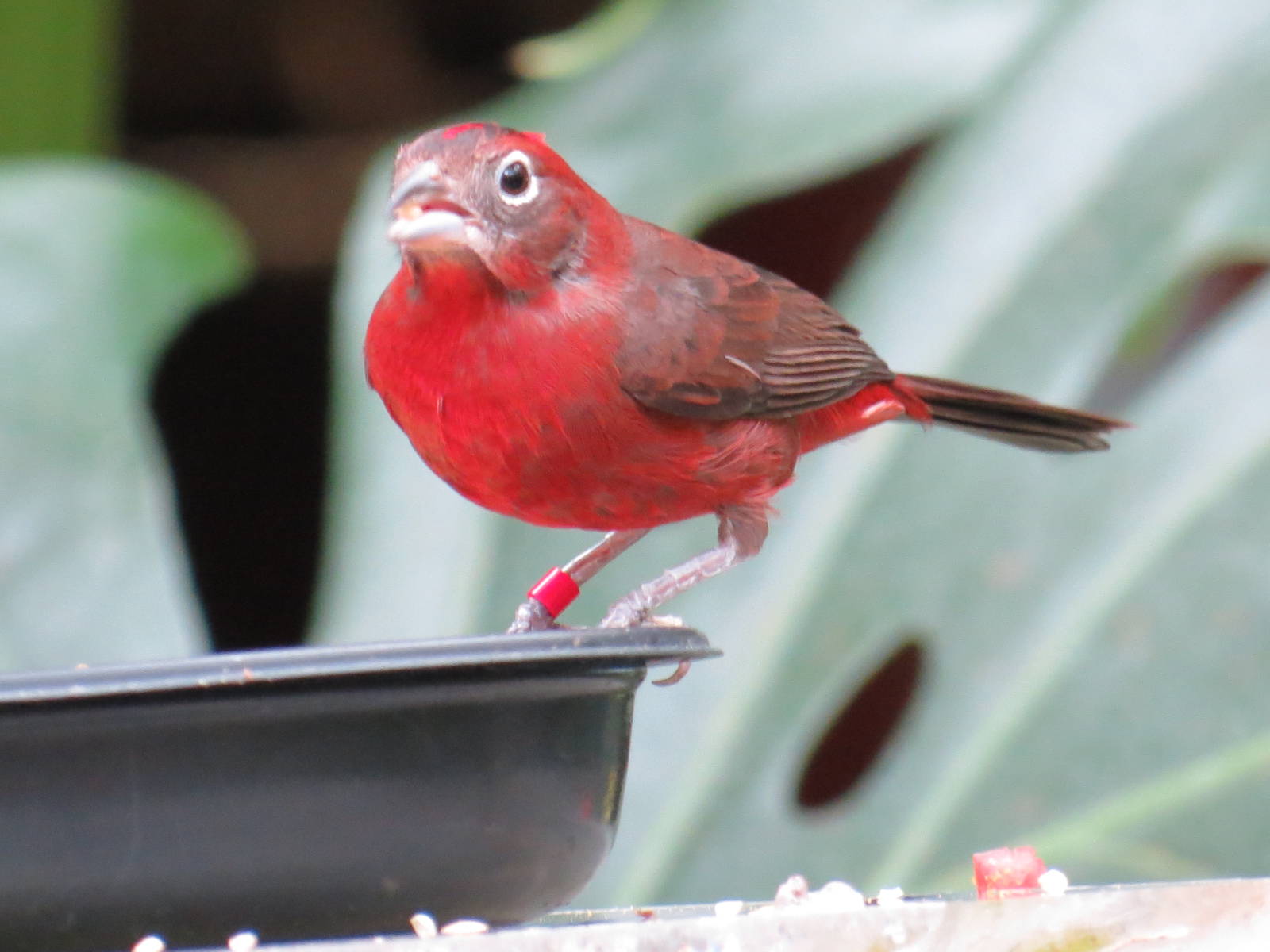 Red-crested Finch F