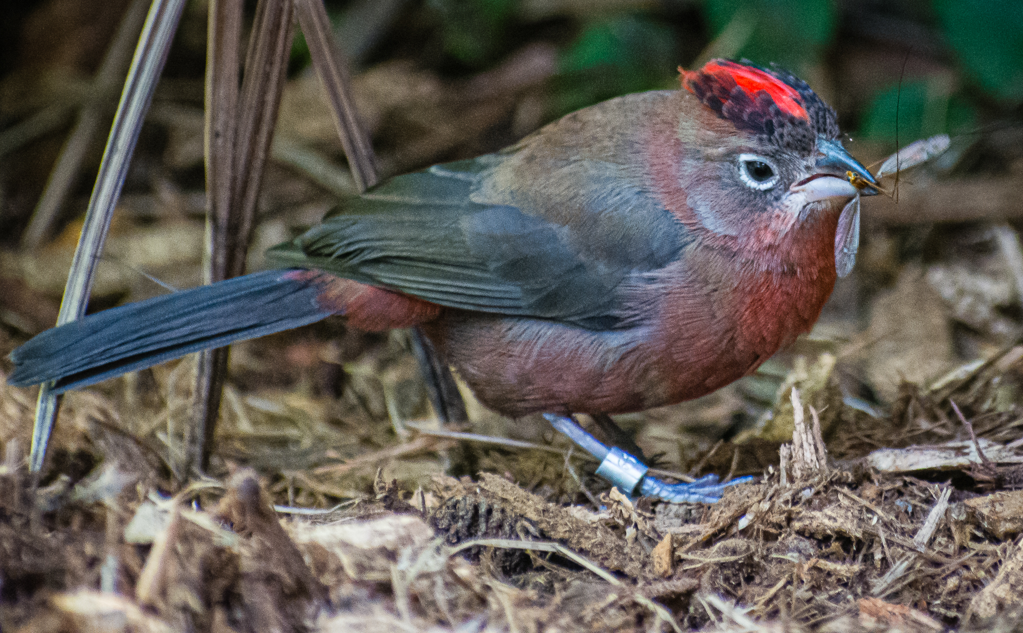 Red-crested Finch in the new Hummingbird Aviary.