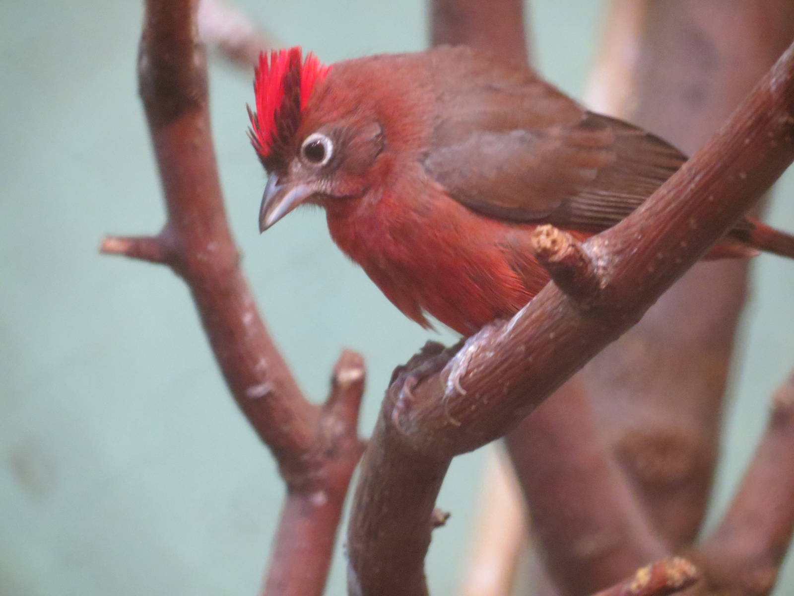 Red-crested Finch M