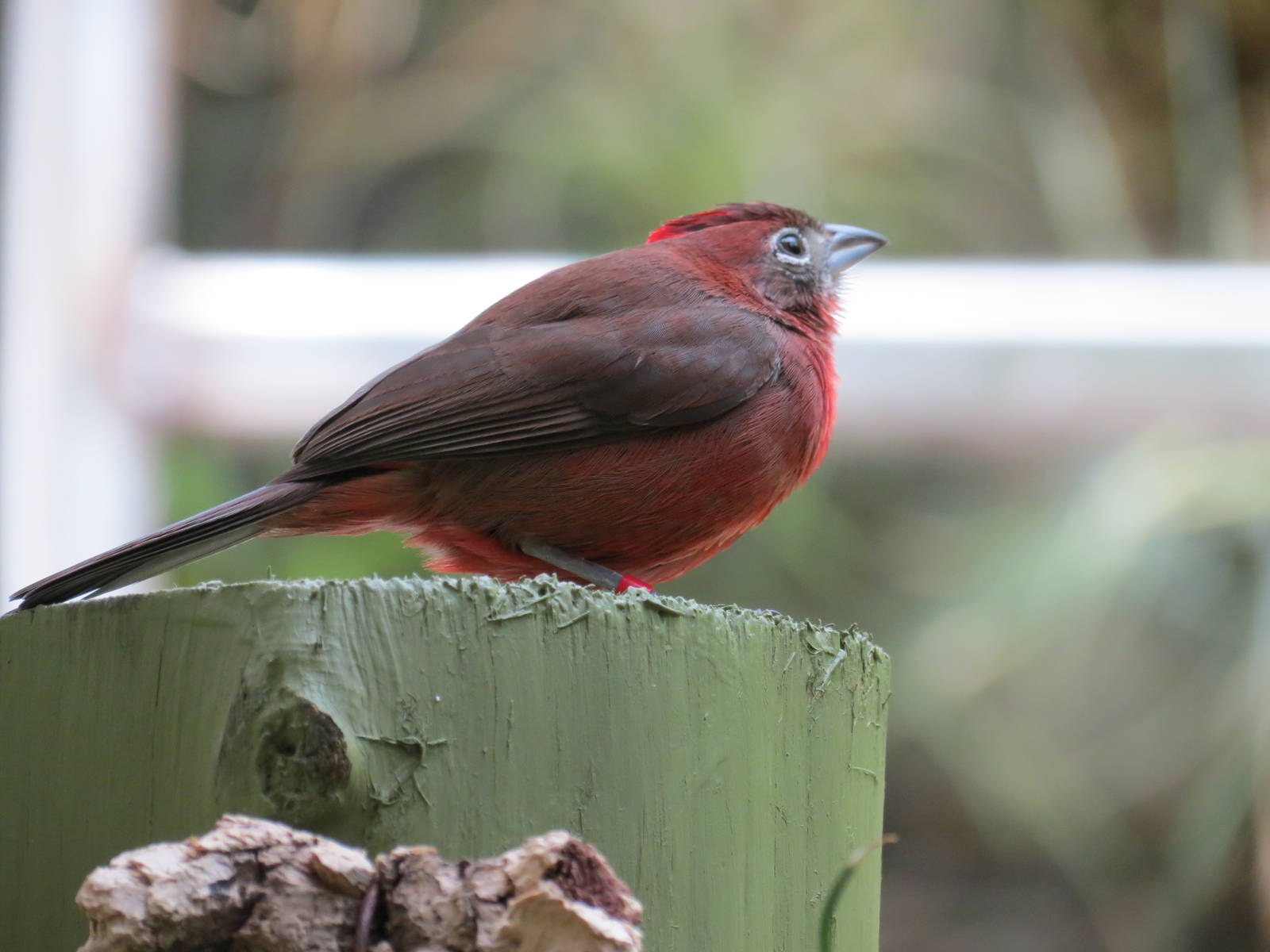 Red-crested Finch