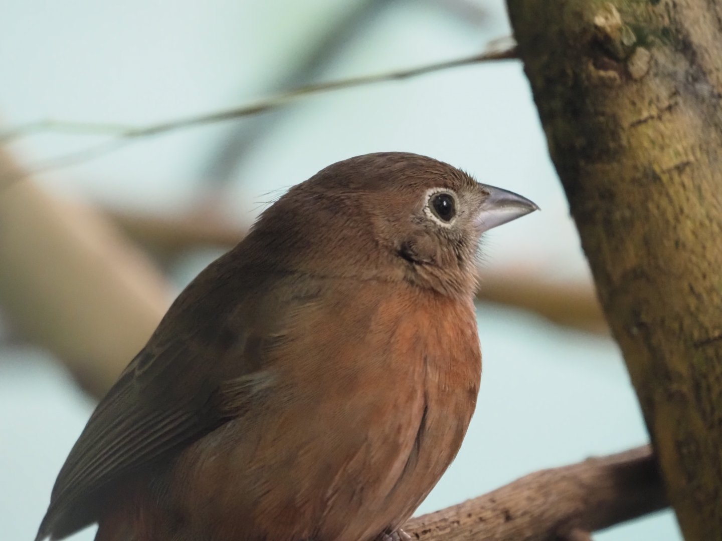 Red-Crested Finch